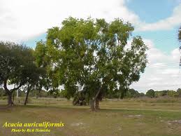 Image result for Acacia auriculiformis