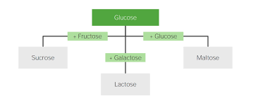Carbohydrates: Key Reactions On The Mcat – Medlife Mastery