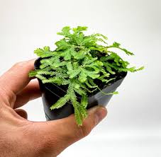 Image result for Selaginella tenerrima