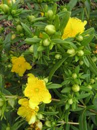 Image result for Hypericum