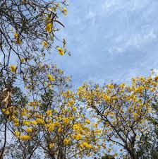 Image result for Handroanthus chrysotrichus