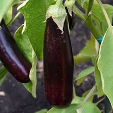 Image result for Solanum melongena