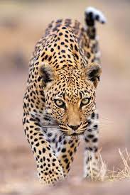These Are Some Of The Best Wildlife Pictures Taken In The Last 20 Years Animals Wild Animals Animals Beautiful