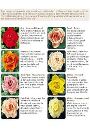 Rose Colors And Their Meanings Ghost Stories And Haunted Places Green Orbs And The Meaning Of Colors Flower Pictures Flower Meanings Color Meanings