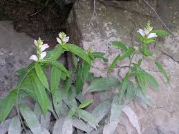 Image result for Blotiella glabra