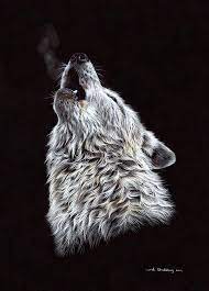 We call the wolves as gray wolf or grey wolf. White Wolf Pencil Drawing Drawing By Sarah Stribbling