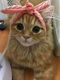 Kucing anggora asli merupakan ras kucing yang tertua dan berasal dari turki tepatnya di kota angora (sekarang snkara) sehingga disebut kucing anggora. Wow Gemes Inilah Gambar Anak Kucing Yang Lucu Dan Imut Belajar Beternak