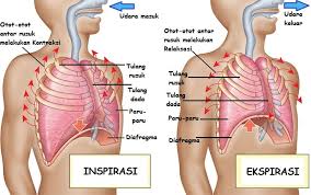 Jelaskan mekanisme inspirasi dan ekspirasi pada sistem pernapasan manusia. Pengertian Mekanisme Pernapasan Pernapasan Dada Pernapasan Perut Dan Jenis Udara Pernapasan Pada Manusia Pelajaran Sekolah Online