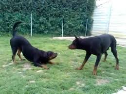 Mischlings welpen über 50cm ausgew schäferhund husky dobermann rottweiler mix. Dobermann Vs Rottweiler Youtube