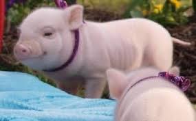 We help potbellied pigs find forever homes. Pin On Babes