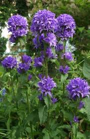 Campanula Glomerata Superba Plants Purple Plants Campanula