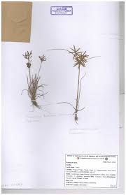 Image result for Cyperus cuspidatus