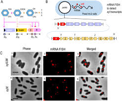 Apostas ao vivo nos seus streamers favoritos! The Subcellular Architecture Of The Xyl Gene Expression Flow Of The Tol Catabolic Plasmid Of Pseudomonas Putida Mt 2 Biorxiv