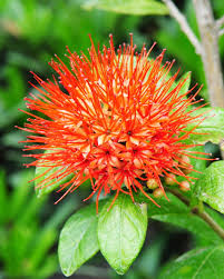 Image result for Combretum constrictum