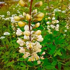 Image result for Baphia speciosa