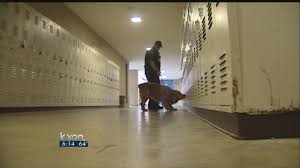 Can Drug Dogs Smell Carts? Know Everything About It - Hollyweed Cbd