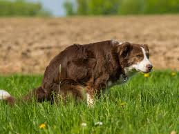 Full spectrum treatments to optimize your dog's life quality and longevity, by dr even the most experienced and skilled oncologist cannot tell you for sure whether a lump is cancerous, just by looking at it or feeling it. Blood In Dog Poop Everything You Need To Know Vets Now
