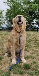Cooper Loves The Park Really Cute Dogs Beautiful Dogs Cute Dogs