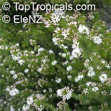 Image result for Tetragonia calycina