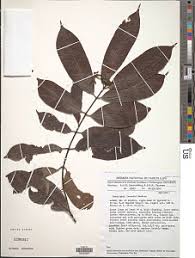 Image result for Landolphia incerta