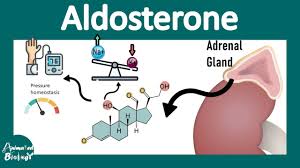 Image result for Aldosterone
