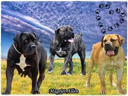 Black Boerboel Puppies For Sale Near Me Breeder Of Boerboels In South Africa Boerboele Boerboels Boerboel Boerboelp Free State Black Mastiff Boerboel Dog Breeds