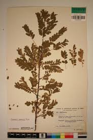 Image result for Phyllanthus ovalifolius