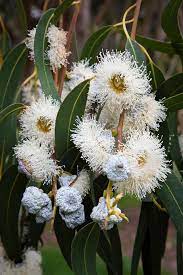 Channel Islands Eucalyptus Blooms Scorpion Canyon Australian Flowers Australian Native Flowers Australian Wildflowers