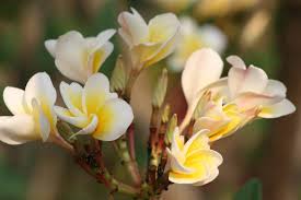 The Fickle Frangipani Frangipani Flowers Rose