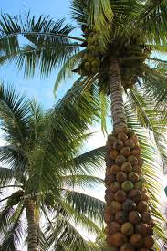 Coconut Tree In Bentre Province Vietnam Coconut Images Coconut Tree Coconut