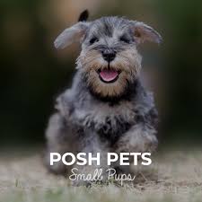 Be the first to find out about new pets listings! Wags And Whiskers Little Rock S 1 Doggie Daycare Pet Resort Dog Boarding Daycare Doggy Birthday Parties More