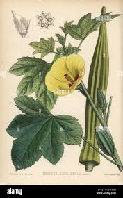 Image result for Abelmoschus esculentus