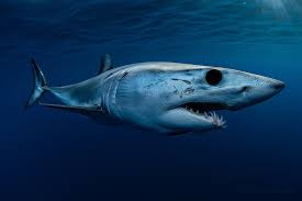Swim with Sharks in Mexico | Baja Shark Experience