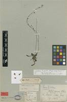 Image result for Genlisea africana