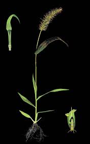 Image result for Aristida scabrivalvis