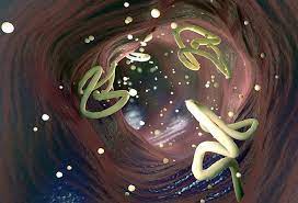 Roundworms can live in or on humans, and can cause many problems. What Are The Symptoms Of Worm Infestation In Humans 6 Common Types