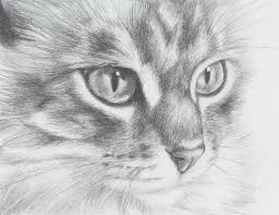 10 Cute Cat Drawings Showcase Hative Realistic Drawings Animal Drawings Cat Art