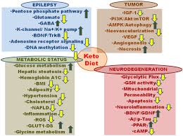 In fact, there are glucagon. Ketogenic Diets And Protective Mechanisms In Epilepsy Metabolic Disorders Cancer Neuronal Loss And Muscle And Nerve Degeneration Li 2020 Journal Of Food Biochemistry Wiley Online Library