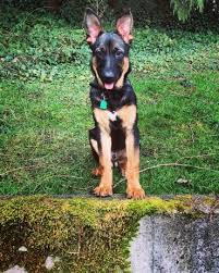 However, the one positive thing about getting a puppy is that you can avoid this as much as possible. An In Depth Guide To The German Shepherd Rottweiler Mix K9 Web