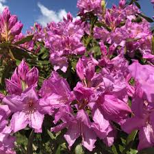 Rhododendron Lavender Girl Agm Fortunei X Lady Grey Egerton Slocock1950 Everyonewelcome Openeveryday 10am 4pm In May Shade Garden Market Garden Plants
