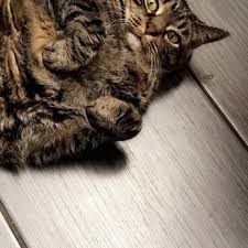 BRONX COUNTY ANIMAL HOSPITAL