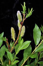 Image result for Salix