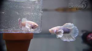 In this guide, you will learn from setting up tanks for breeding to taking care of eggs & feeding the fry. Betta Breeding Pair Youtube