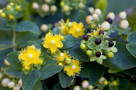Image result for Hypericum