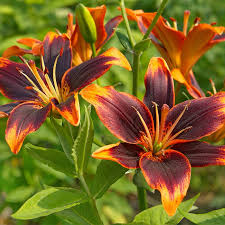Check spelling or type a new query. Forever Susan Asiatic Lily Lilium High Country Gardens