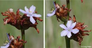 Image result for Aristea angolensis