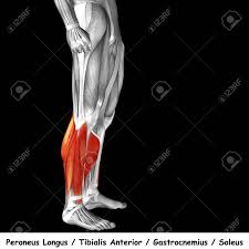 Complete acl tears are usually treated by sports. Conceptual 3d Human Front Lower Leg Muscle Anatomy Isolated On Black Background Stock Photo Picture And Royalty Free Image Image 81299616