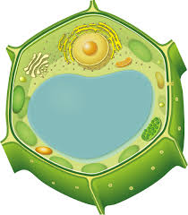 Unique to plant cells, the cell wall is a fairly rigid, protective wall that resists the strain of physical forces. Cell Wall Without Label Clipart Full Size Clipart 5404975 Pinclipart