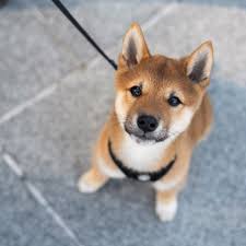 The Dogist On Instagram Katsu Shiba Inu 13 W O 4th Tingey St Washington Dc Our Instagrams Are Becoming His He Demands Attention And He Just Met A