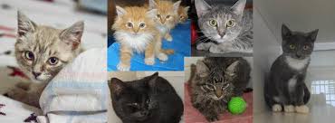 Faqs About Feline Leukemia Virus Felv Spca Of Martinsville And Henry County